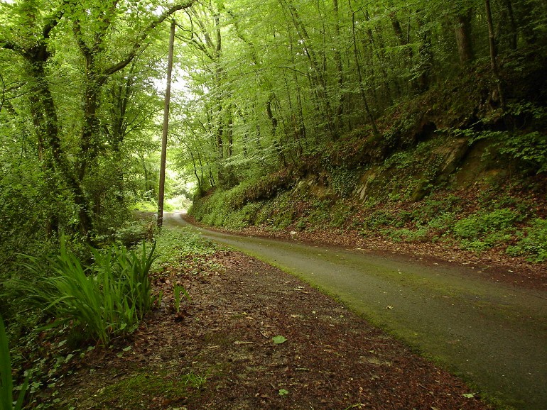 A spring afternoon down a Cornish country lane.