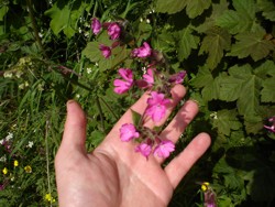 Wild flowers of the hedgerow.