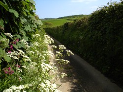 Cow Parsely along Stocks Lane.
