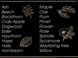 Plants are trees of the hedgerow.