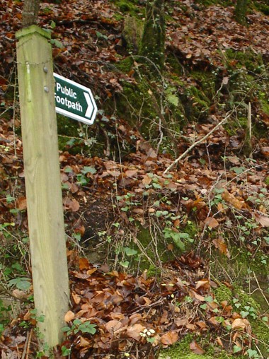 A pathway through Kilminorth Woods.