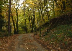 A track through the Kilminorth Woods.